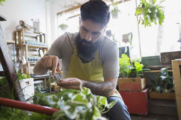 Quelle est la meilleure entreprise pour démarrer?