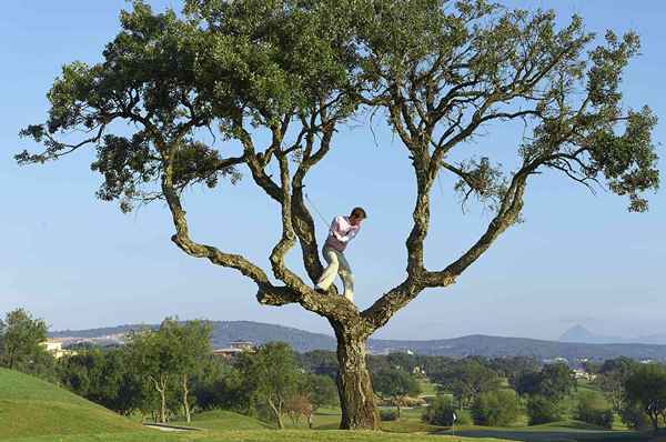 3 Entscheidungen, wenn Ihr Golfball in einem Baum steckt