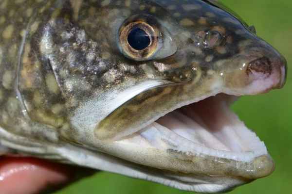 Una guida per la trota di mare macchiata correttamente