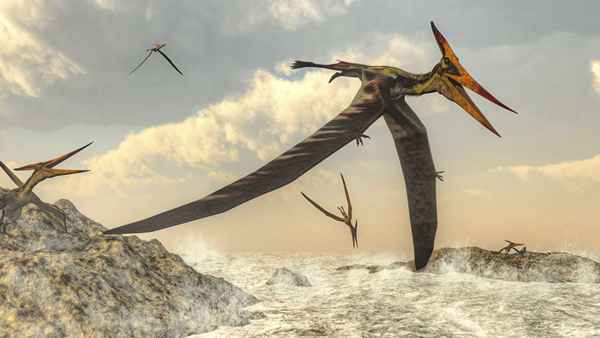 São os avistamentos de pterodáctil?