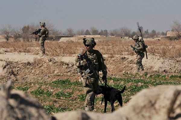 Descrizione del lavoro dell'esercito 31k Handler di cani da lavoro militare