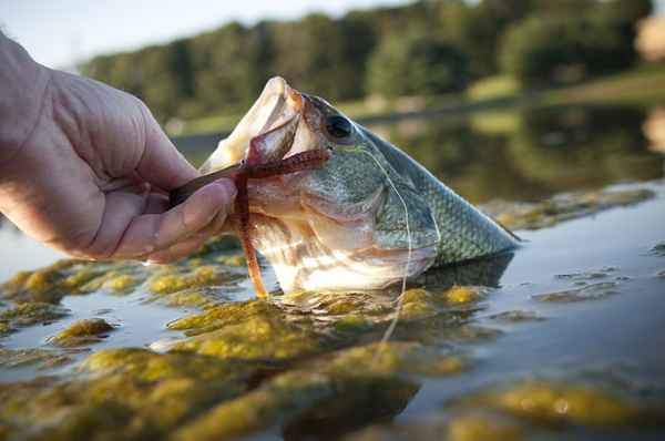 Bass -turneringstier i Georgia