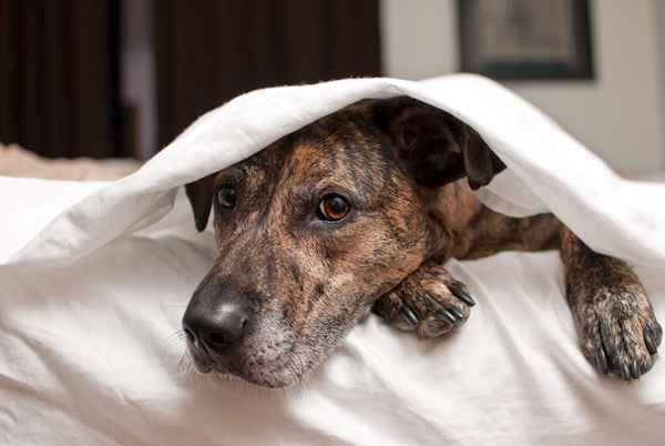 Os cães podem ver fantasmas?