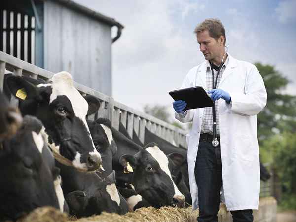 Carreiras para veterinários além do consultório particular