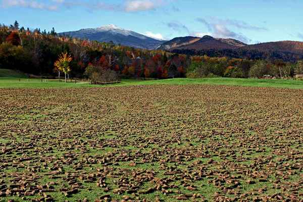 Expliquer les verts frappés au golf