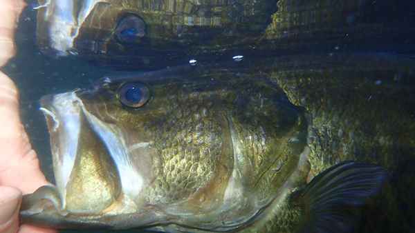 Pêche pour les basses en frai