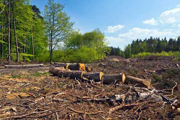 Wie man einen Baum bohrt