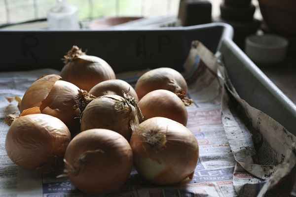 Cómo curar las cebollas para que duren meses