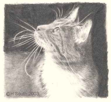 Comment dessiner un chat dans un crayon graphite