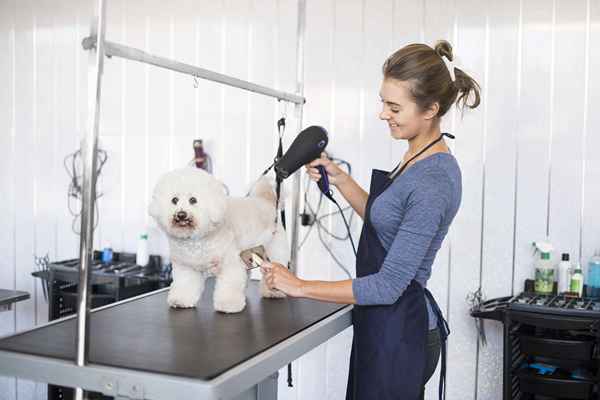 Cómo comenzar un salón de preparación para perros móvil