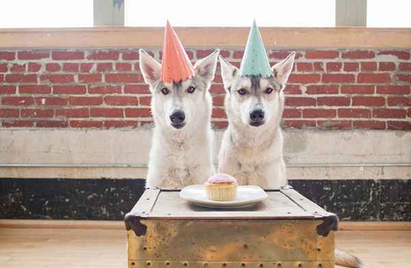 So starten Sie ein Pet Bakery -Geschäft