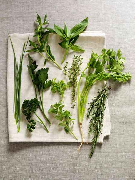 Comment stocker des herbes fraîches pour qu'ils restent frais plus longtemps