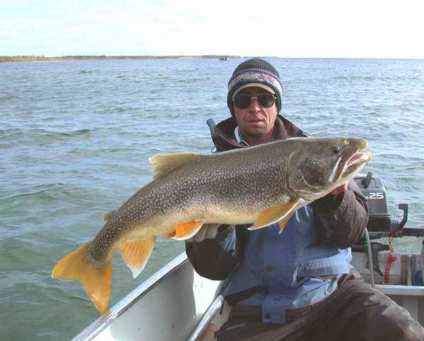 Profilo delle specie di trota del lago per pescatori