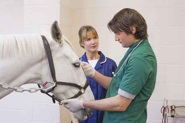 Aprenda sobre ser um veterinário eqüino