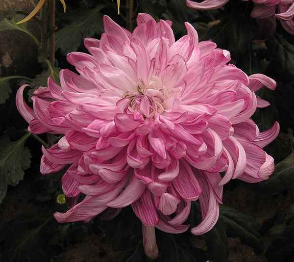 Erfahren Sie, wie man eine Chrysanthemenblüte zeichnet