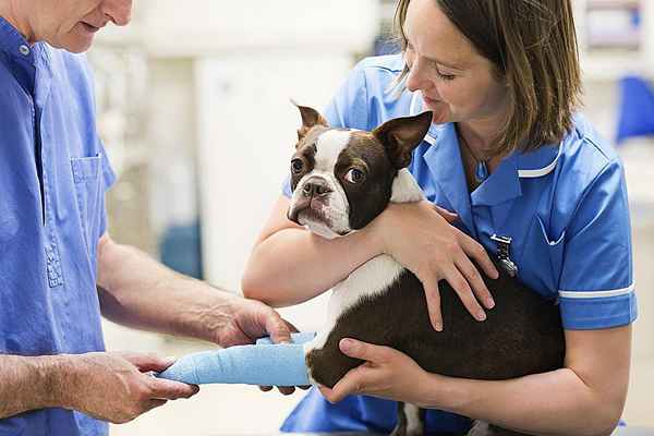 Impara a entrare nella scuola veterinaria