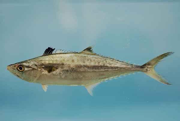 Lokalisering av King Mackerel