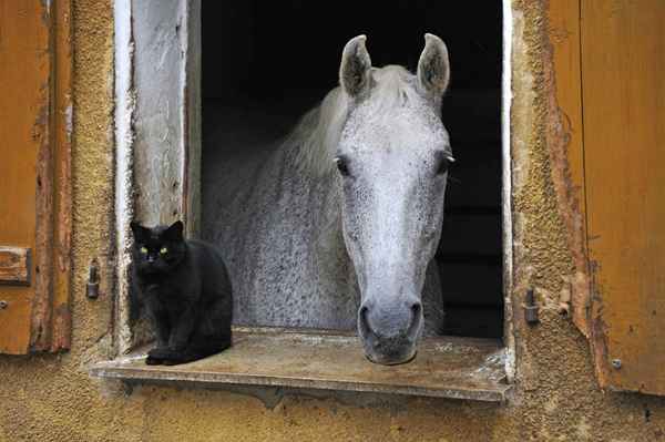 Veterinario di pratica mista