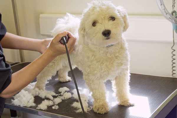 Negocio de preparación para mascotas móviles