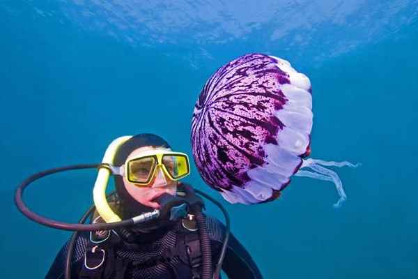 Presión parcial o PP en el buceo