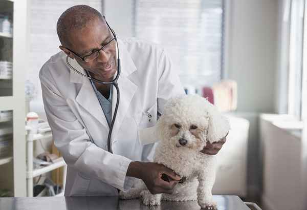 Pro e contro di lavorare in una clinica veterinaria aziendale