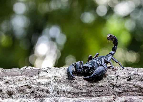 Skorpion, die Skorpion -Zodiac -Zeichen