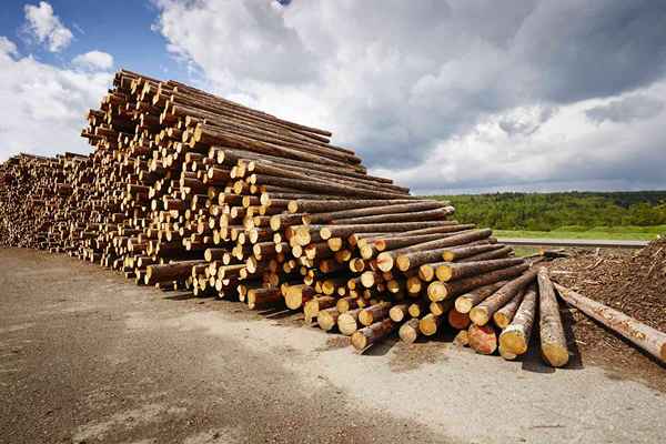 Sollten Sie eine Kettensägenmühle kaufen, um Protokolle in Holz zu verwandeln?