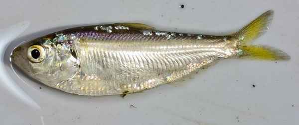 Profilo delle specie The Threadfin Shad