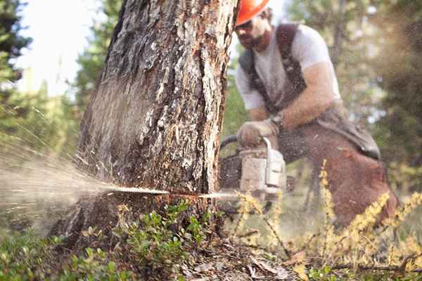 Rapporto di mix di carburante Stihl