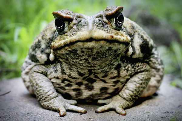 Histórias de animais vivos selados dentro de pedra