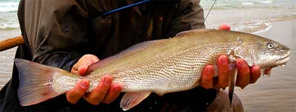 Pesca de surf para a Califórnia Corbina