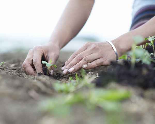 Os prós e contras de iniciar um negócio de jardinagem