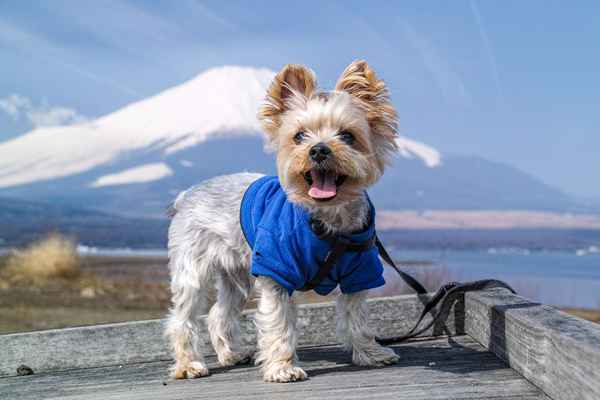 Consejos para comenzar un negocio de diseño de ropa para mascotas