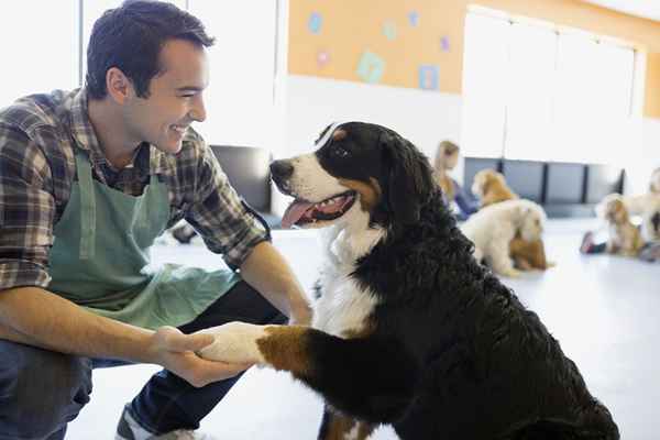 Idées commerciales des animaux de compagnie