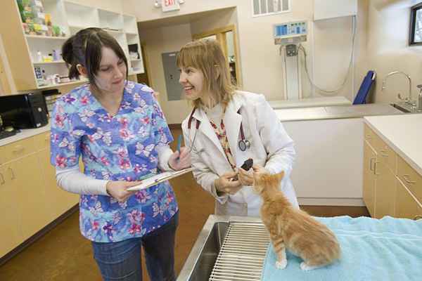 Carta de apresentação de amostra de tecnologia veterinária