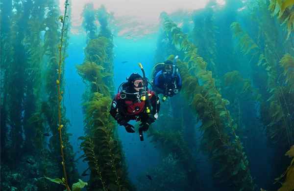 ¿Qué representa el buceo??