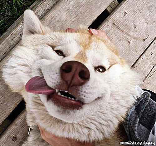 32 LOL Fotos de animales haciendo caras divertidas