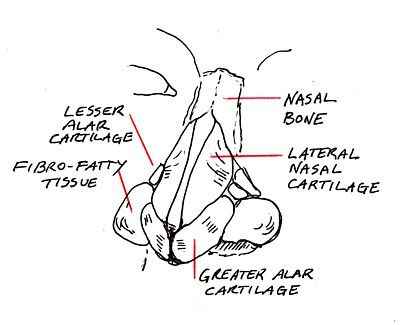 Un guide simple pour dessiner le nez