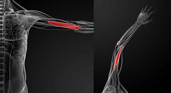 Fortgeschrittene Waffentraining Brachialis und Brachioradialis