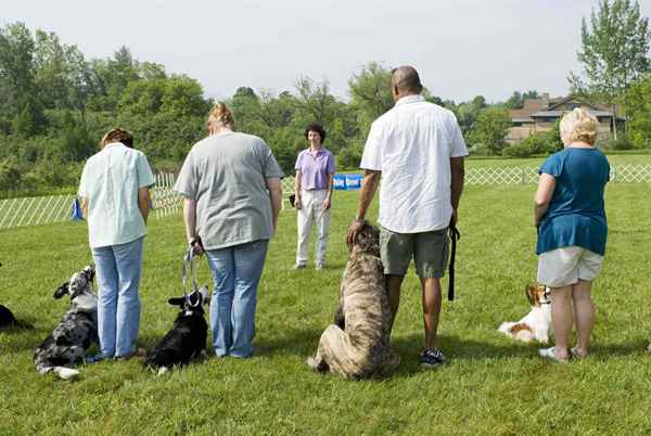 Carreras de entrenamiento de animales