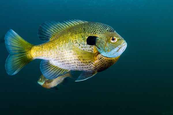 Hora da cama para bream