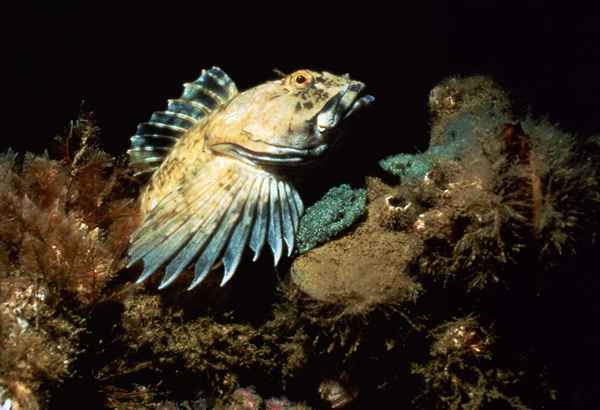 Cabezon Fischereispitzen