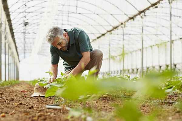 Uma estufa pode ser certificada orgânica?