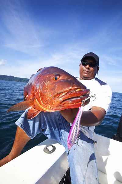 Pegue o pargo bruto de Baja