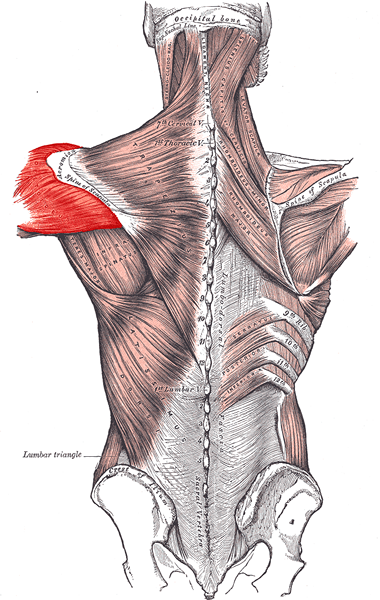 Deltoid Destruction Hvordan bygge større delts