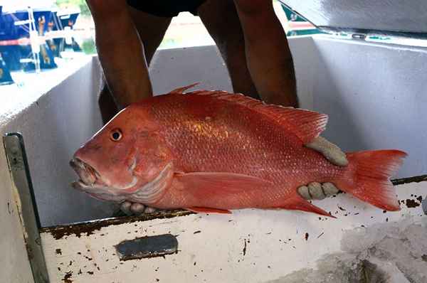 Fischereispitzen fangen Vermilion Snapper (Beeliner Fish)