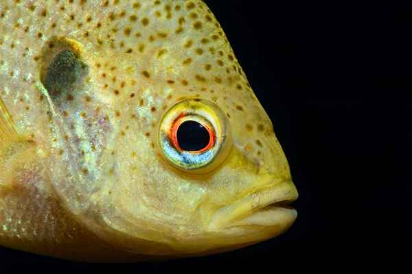 Come trovare e catturare il pesce solare nei laghi