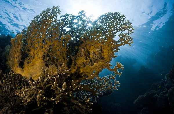 Cómo identificar el coral de fuego y tratar sus picaduras