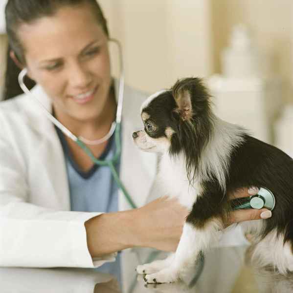 Aprenda sobre ser un veterinario de ayuda