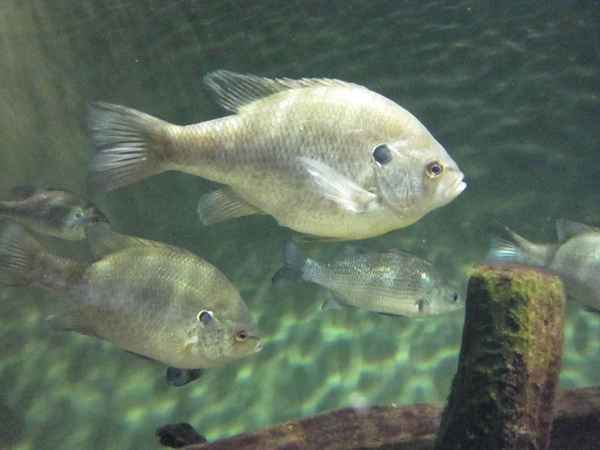 Panoramica del pesce solare d'acqua dolce